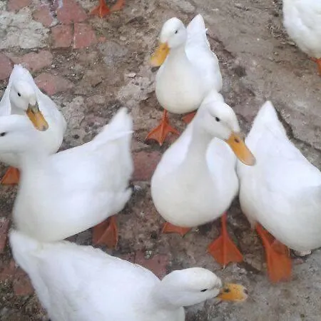 Hotel Rural Pantano De Burgomillodo Burgomillodo