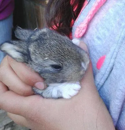 Farm stay Hotel Rural Pantano De Burgomillodo Burgomillodo