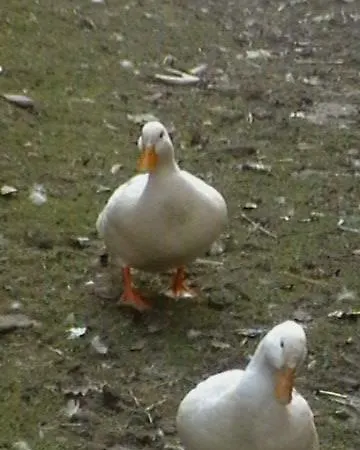 Hotel Rural Pantano De Burgomillodo * Burgomillodo