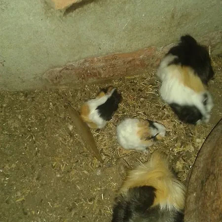 Hotel Rural Pantano De Burgomillodo * Burgomillodo