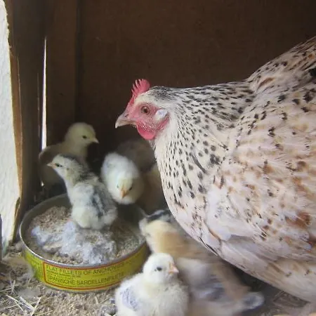 Hotel Rural Pantano De Burgomillodo Farm stay