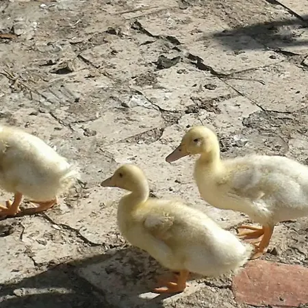 Hotel Rural Pantano De Burgomillodo