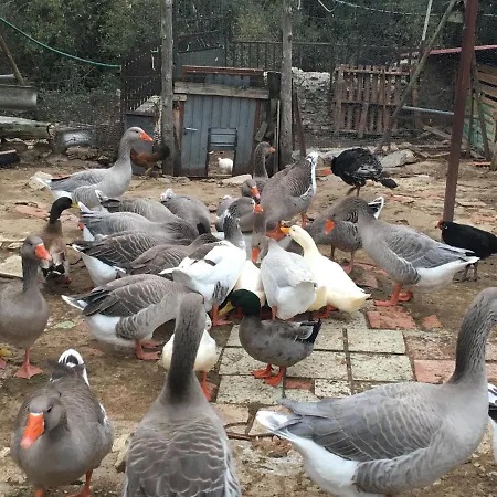 Rural Pantano De Κατάλυμα σε φάρμα