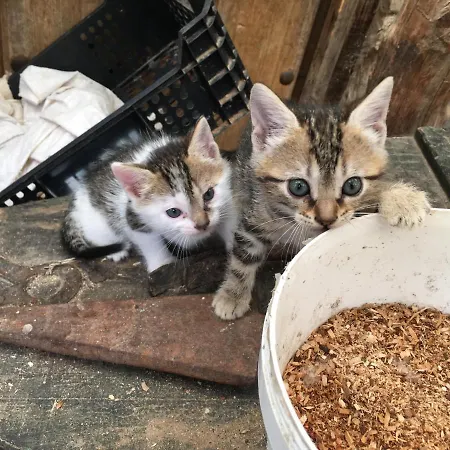 Κατάλυμα σε φάρμα Rural Pantano De