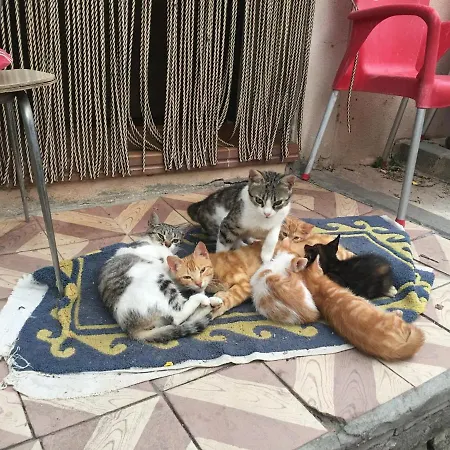 Rural Pantano De Κατάλυμα σε φάρμα