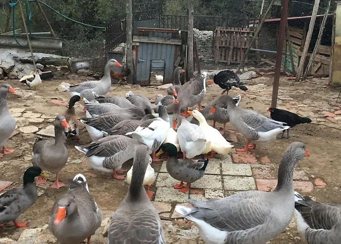 Rural Pantano De ファームステイ